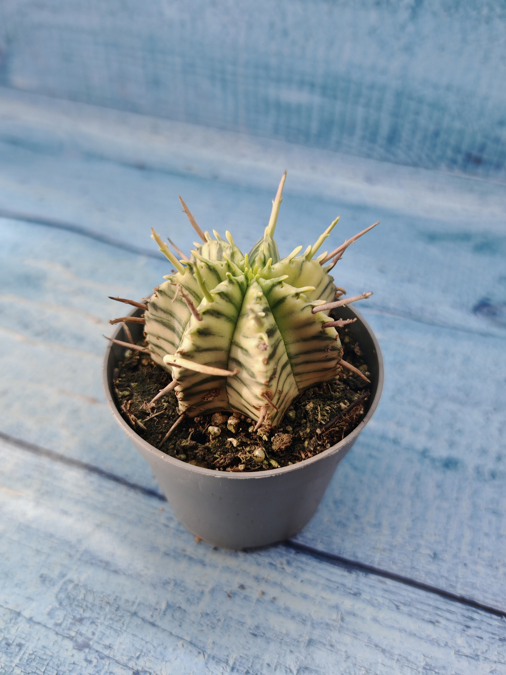 Euphorbia meloformis f. Variegated (Эуфорбия вариегатная)