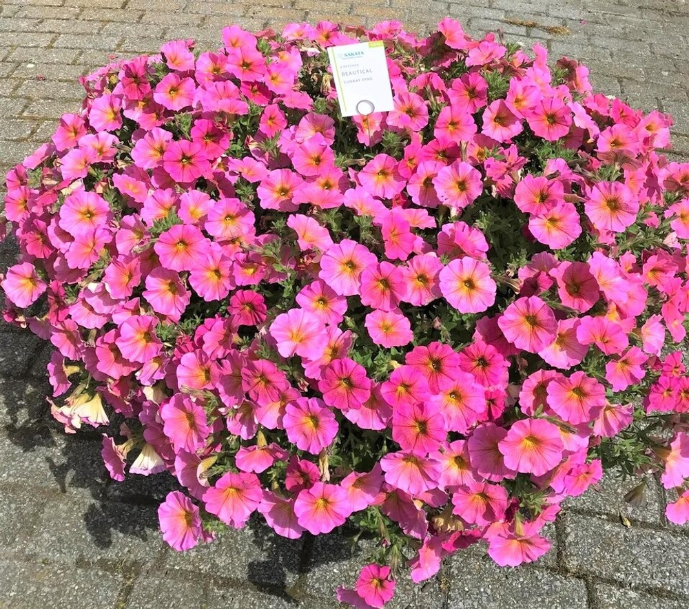 ЕВРО Петуния Петхоа Beautical Sunray Pink укорененный черенок ОКС декабрь 25