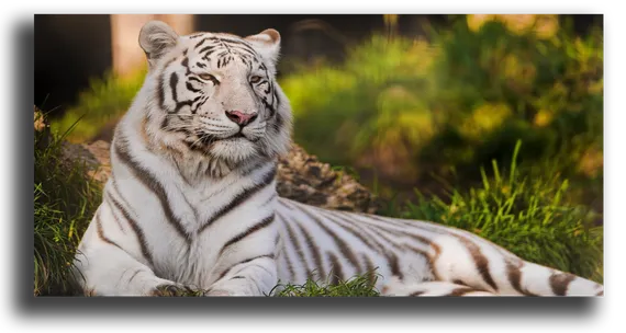 Постер "Амурский тигр"