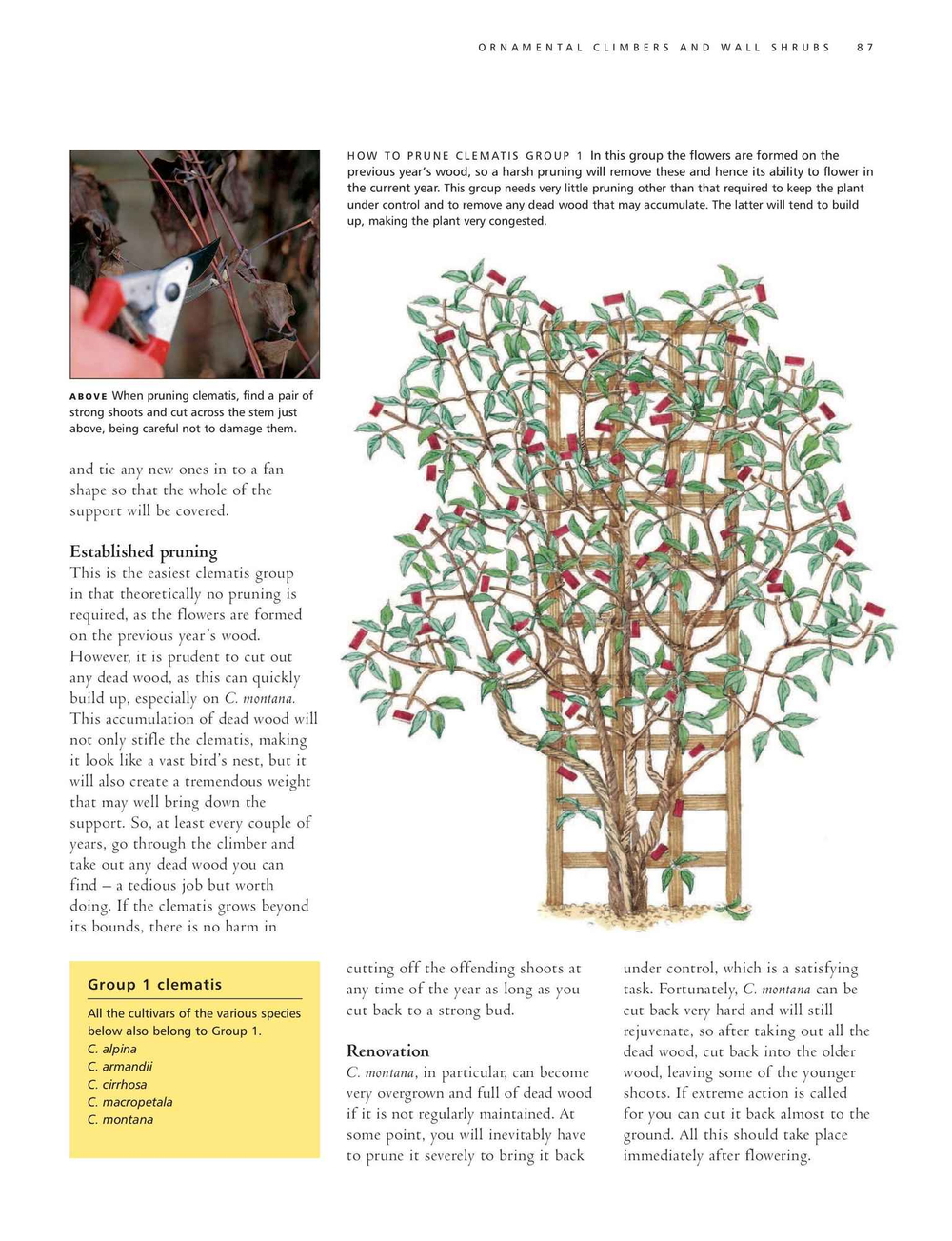 Practical Guide to Pruning, Training and Topiary