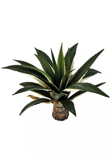 Агава американская 55см без кашпо, 21 лист