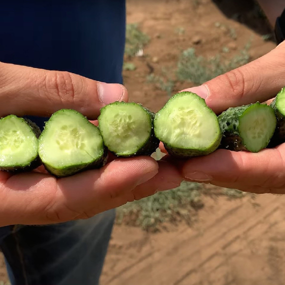 Проскор F1 семена огурца партенокарпического (Nunhems / ALEXAGRO) культура – фото 4