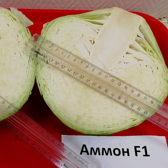 Аммон F1 семена капусты белокочанной продукт – фото 7