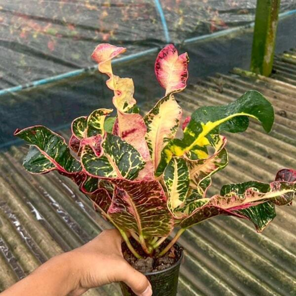 Кротон KRITRAYA