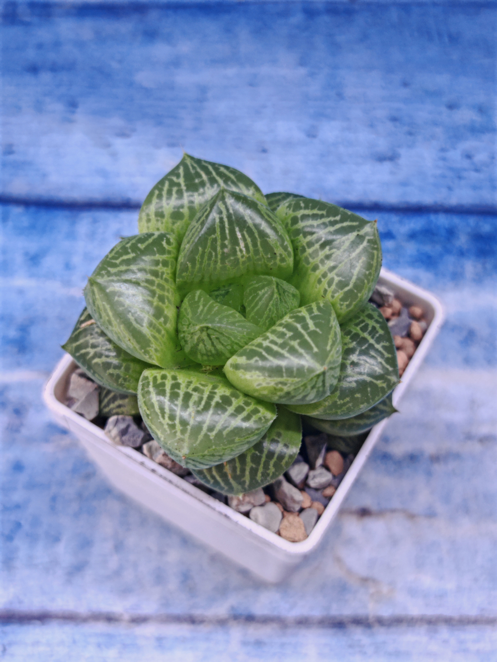 Haworthia Comptoniana hybrid (Хавортия)