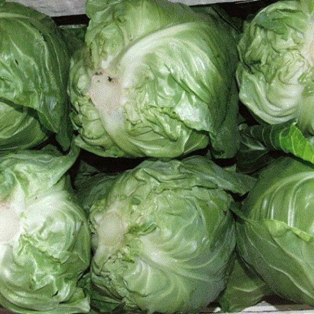 Пандион F1 семена капусты белокочанной (Seminis / Семинис)