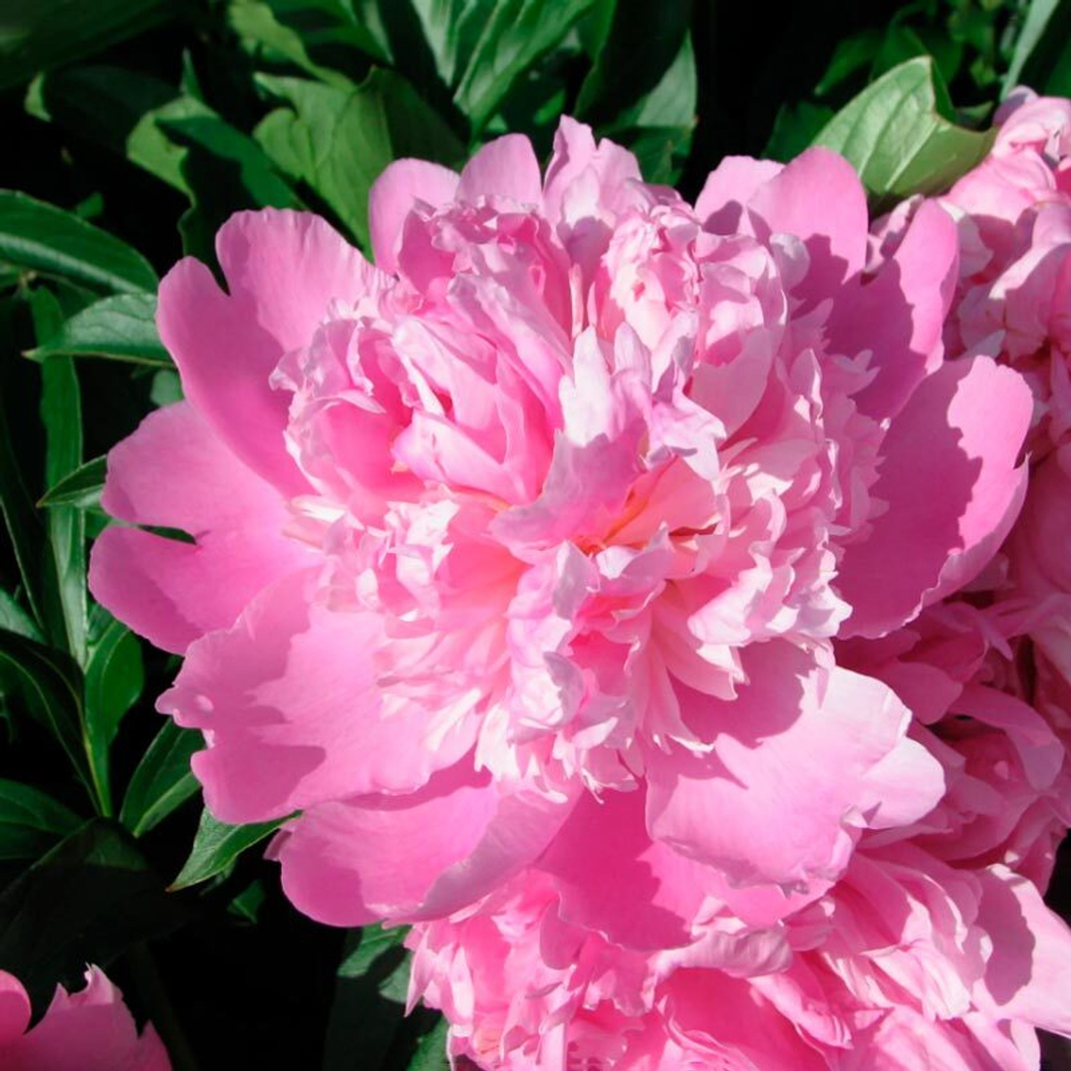 🌸♛ Месье Жюль Эли (Monsieur Jules Elie) — букет ароматных пионов — 8 марта у Феи