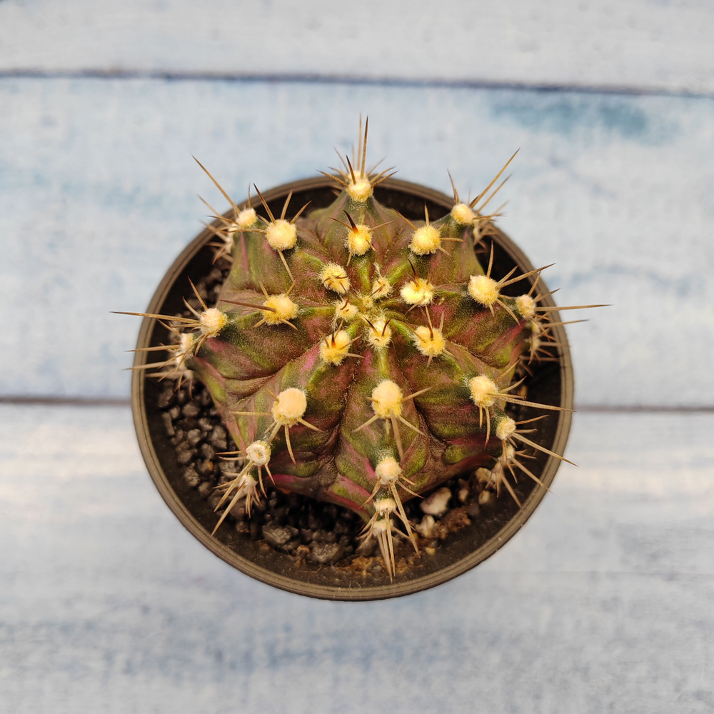 Gymnocalycium T-Rex Pink hybride (Гимнокалициум T-rex)