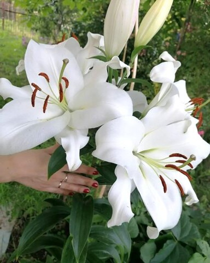 Лилия Замбези ОТ-гибрид