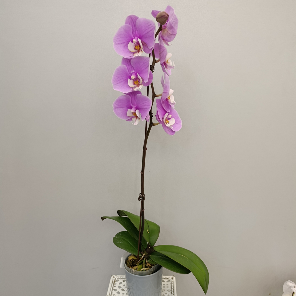 Орхидея фаленопсис