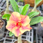 Адениум SOM JID