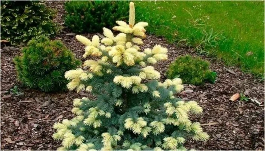 Ель колючая Белобок Р9 10-15 см Закупка М62 апрель-май 2026