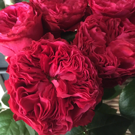 Фрозен Саммерхаус (Frozen Summerhouse)