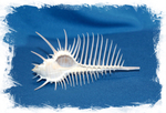 Морская ракушка (Murex pecten)