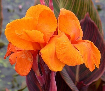 Канна Тропикана