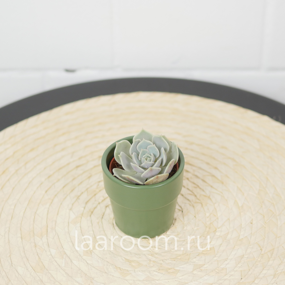 Эхеверия Лола