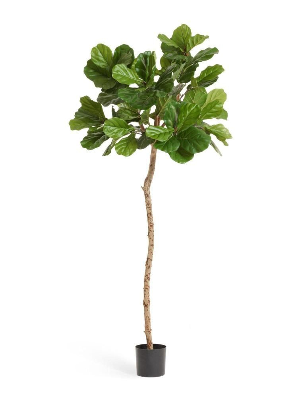 Фикус Лирата ШТАМБ