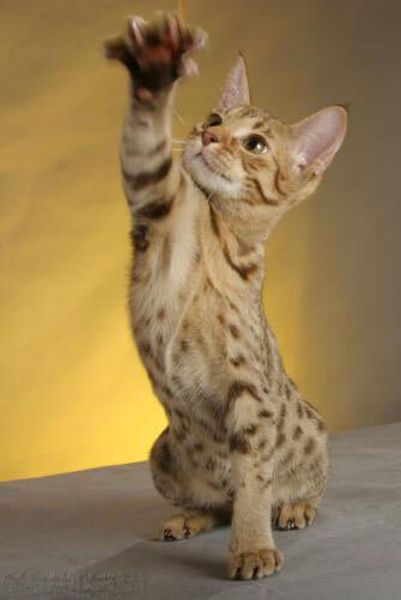 Оцикет Оцикет