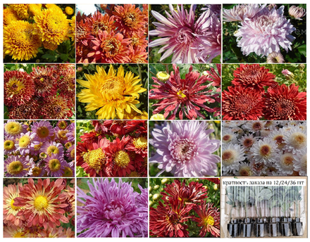 набор №1 корейские хризантемы /поставка май 2026г/12шт
