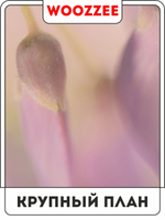 Набор постеров "Розовый букет" 3шт.