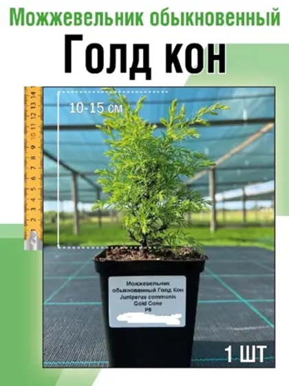 Саженец Можжевельник хвойный Голд Кон