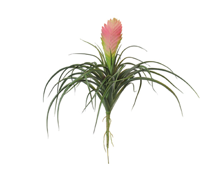 Вриезия цветущая розовая 24 см