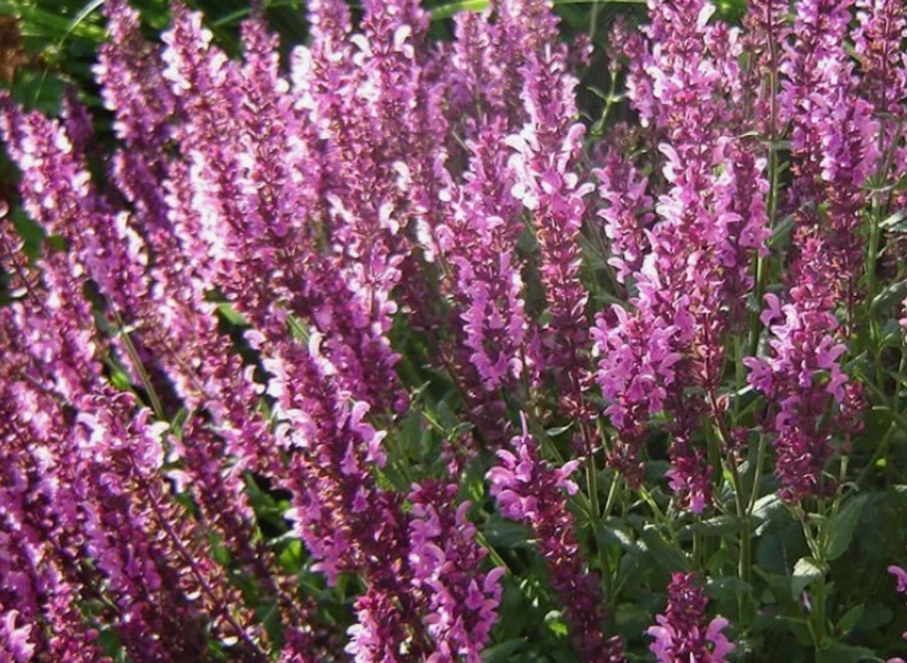 Шалфей Розаконигин в контейнере 0,5л май