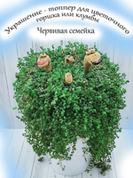 Кашпо
