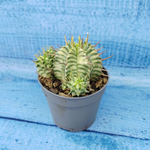 Euphorbia meloformis f. Variegated (Эуфорбия вариегатная)