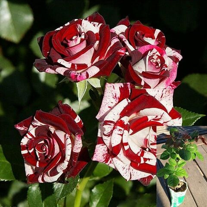 Роза Флеш Найт спрей, саженец с ЗКС.