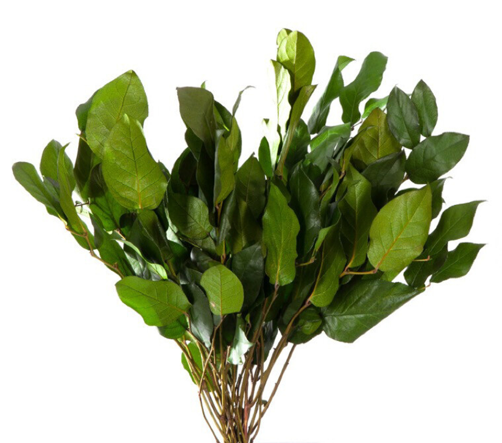 Салал зелёный 50см