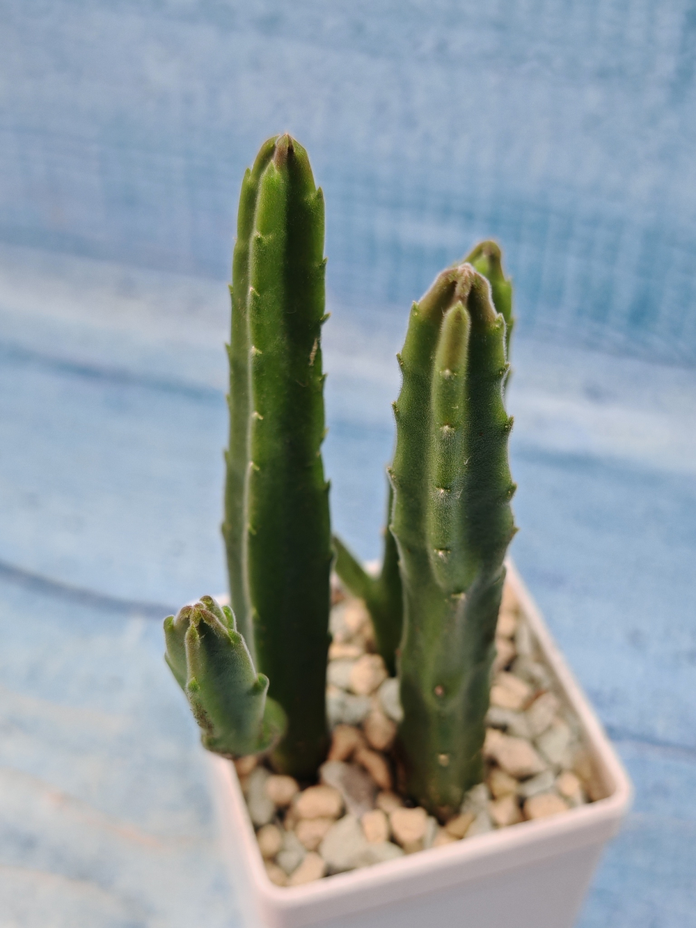 Stapelia Leendertziae (Стапелия)