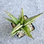 Сансевиерия ROCKMAN VAR