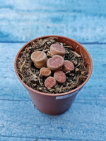 Lithops sp. (Литопсы)