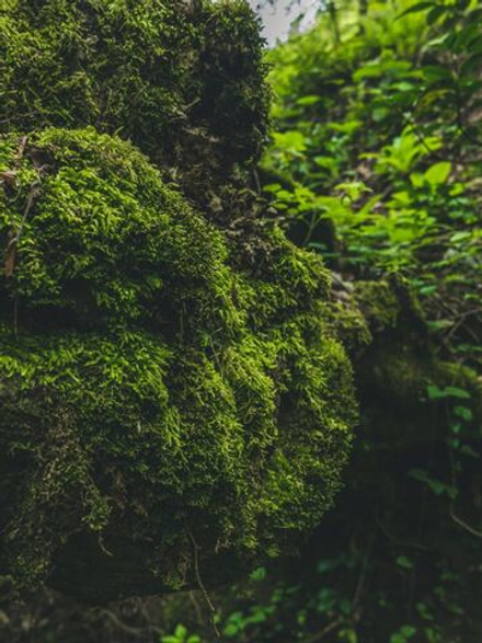 Дубовый мох и янтарь косметическая отдушка