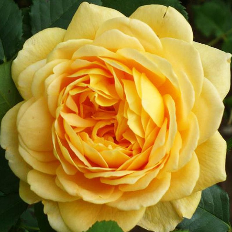 Роза парковая Голден Селебрейшен "Golden Celebration"