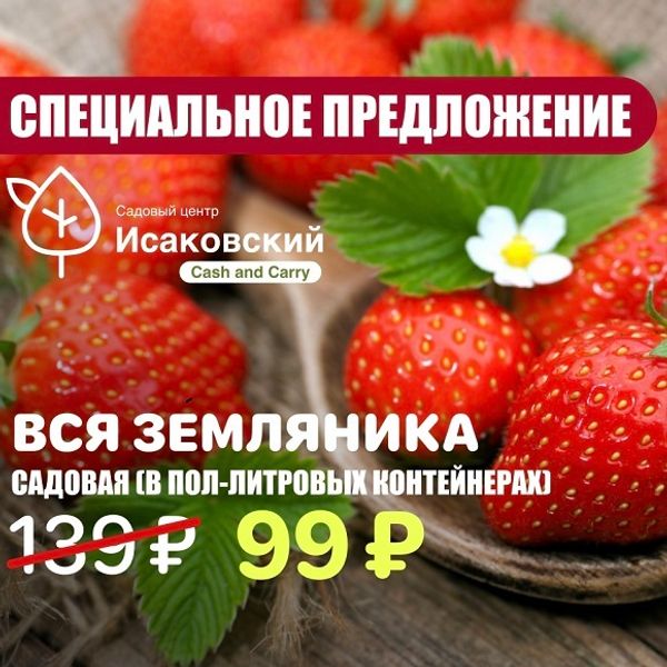 Вся Земляника Садовая по 99 рублей