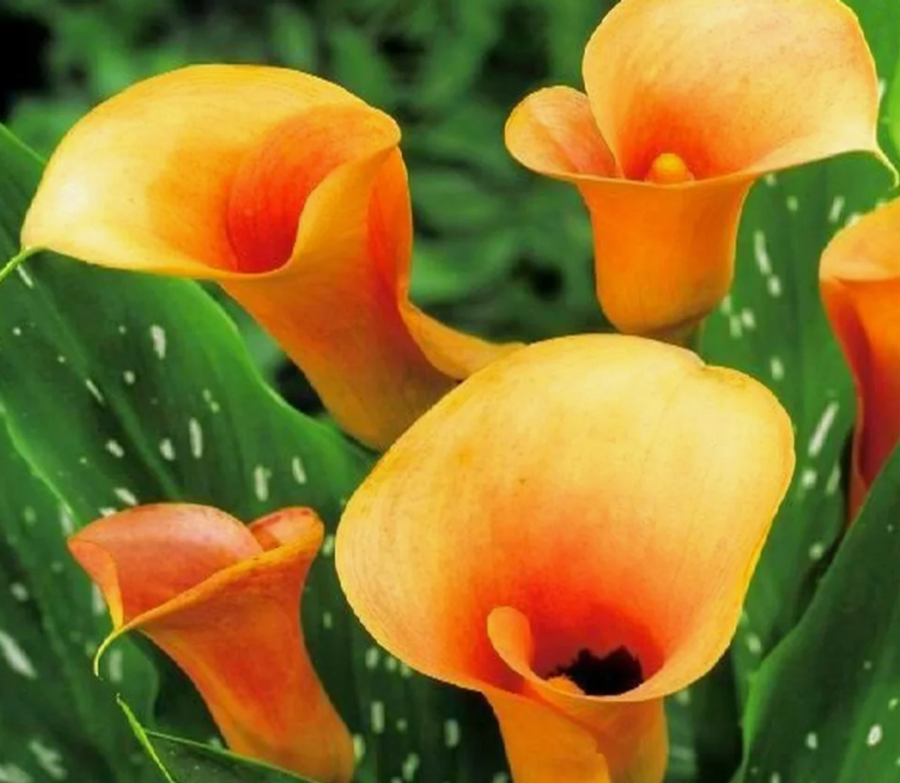 Калла Хамелеон 1 клубень, март 2026