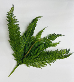 Куст Папоротник