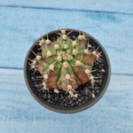 Gymnocalycium T-Rex Pink hybride (Гимнокалициум T-rex)