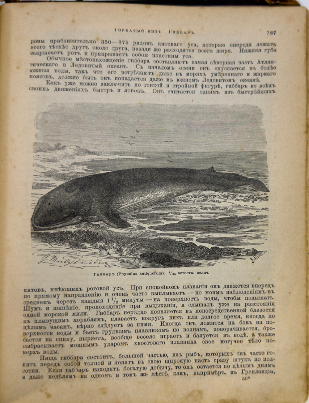 Брэм. Жизнь животных.1 том. Млекопитающие. СПб. Просвещение. 1909г.