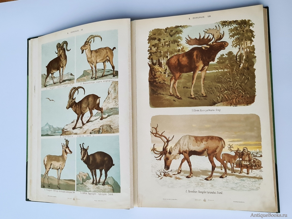 "Большой зоологический, ботанический и минералогический атлас : Handatlas der Naturgeschichte aller drei Reiche". Г. Хайек : Hayek, Gustav von. Grosser. 1888г. - антикварное издание