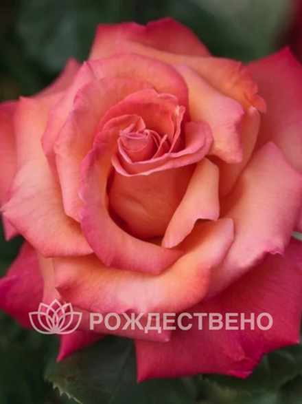 Роза чайно-гибридный ХРИСТОФОР КОЛУМБ