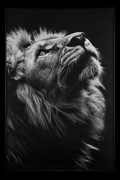 Картина Лев TD145 Lion Teona Decor