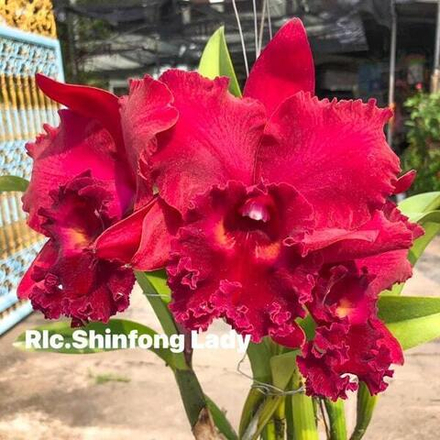 Орхидея ринхолелиокаттлея POT. SHINFONG LADY