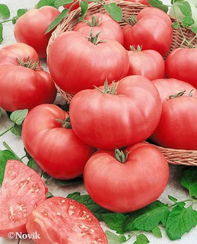 Розмакс F1 семена томата индетерминантного (Гавриш)