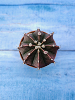 Gymnocalycium Friedrichii (Гимнокалициум)