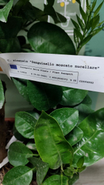 C. sinensis “Sanguinello moscato nucellare”