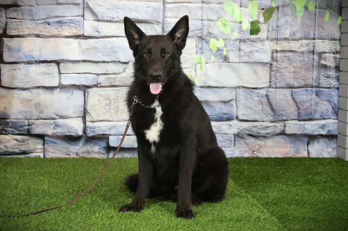 Туадаш ГАНС