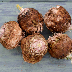 Стимул семена сельдерея корневого (Гавриш)